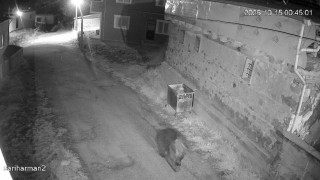 Yemek artıkları ayıların uyku düzenin bozdu, ayılar yerleşim yerlerine dadandı