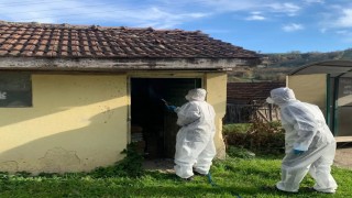 Yığılcada kahverengi kokarca ile kışlak mücadelesi devam ediyor