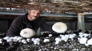 Yılın son mantar hasadı başladı