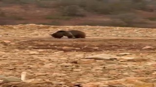 Yol kenarındaki ayıya hamsi ziyafeti verdiler