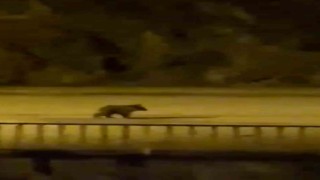 Yolunu şaşıran yavru ayı ilçe merkezine indi