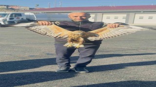 Yüksekovada bulunan yaralı baykuşu tedavi altına alındı