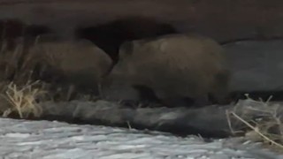 Yüksekovada domuz sürüsü görüntülendi