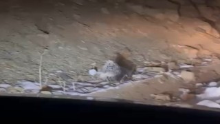 Yüksekovada Hint oklu kirpi görüntülendi
