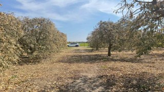 Yüreğir Ziraat Odası Başkanı Doğan: Greyfurt üreticileri de destek programına alınmalı