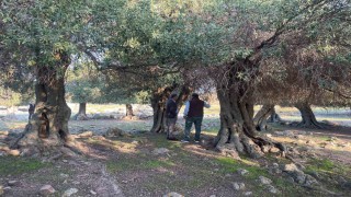 Yüzlerce yıldır İspanya ve İtalyadan sonra sadece Gökçeadada yetişiyor