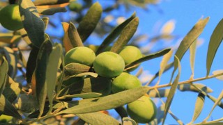 Zeytin alırken nelere dikkat etmeli; Oleolog Kıvrak açıkladı