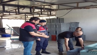 Zeytin hırsızlıklarının karşı denetim