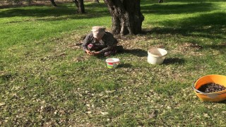 Zeytinin en doğal hali: Karaburun Furma Zeytini hasadı başladı