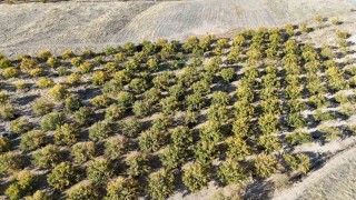 Zirai dondan etkilenen kayısı ağaçları gelecek yıl için umut veriyor