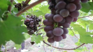 Zirai dondan etkilenerek verimi yüzde 80 düşen üzüm, çiftçinin hayal kırıklığı oldu