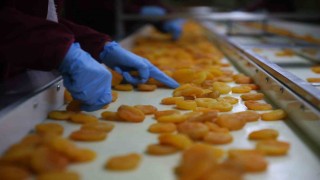 Zirai donun vurduğu coğrafi işaretli Malatya kayısısında hedef 300 milyon dolar gelir