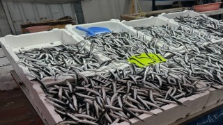 Zonguldakta hava şartları hamsi fiyatını yükseltti