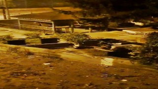 Zonguldakta mezarlıkta iki ayı yavrusu görüldü