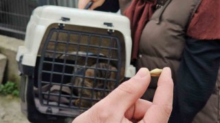 Zonguldakta ‘öldü sanılan kedi, bacağında mermiyle geri döndü