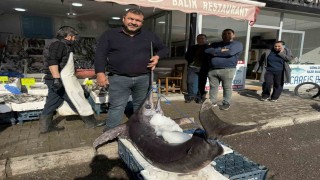 138 kiloluk kılıç balığı ilgi odağı oldu