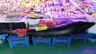 280 kiloluk orkinos vatandaşları hayrete düşürüyor