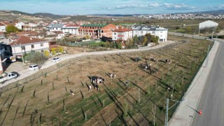 572 fidanlı koruluk Akhisana nefes olacak