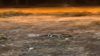 Aç kalan tilki şehir merkezine indi