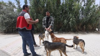 Adanada 2025te 3 bin 865 kedi ve 3 bin 577 köpeğe çip takıldı