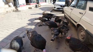 Adanada ilginç görüntü: Hindiler çarşıda gezdirilerek satılıyor