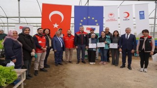 Adanada topraksız marul yetiştiriciliği başladı