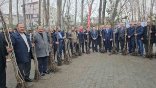 Adilcevazda 12 bin aşılı ceviz fidanı dağıtıldı