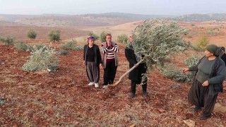 Adıyamanda 10 bin ağaç kırılarak yok edildi