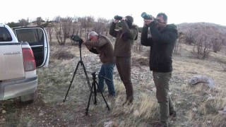Adıyamanda yaban keçileri tek tek sayılıyor