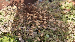 Adıyamanda yer fıstığı hamlesi