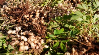 Adıyaman’da Yerfıstığı Denemesi Yapıldı