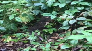 Ağaçta mahsur kalan yavru ayı, itfaiye tarafından kurtarıldı