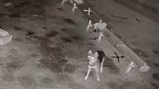 Ağıla giren kurt, 2 koyunu telef etti