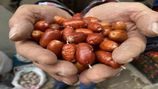 Alaşehirde iğde ağaçlarının sayısı her geçen gün azalıyor