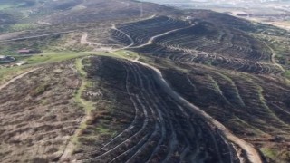Aliağa ve Foçada yanan orman alanları yeniden yeşile kavuşuyor