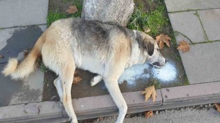 Amasyada şehrin göbeğinde köpek ve kediler ölü bulundu