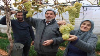 Amasyalı Feruziye nine serada kışın üzüm yetiştirip satıyor