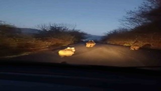 Anne ayı ve yavruları kamerada