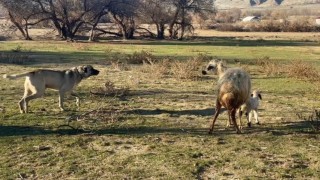 Anne koyun kuzusunu korumak için köpeğe karşı siper oldu