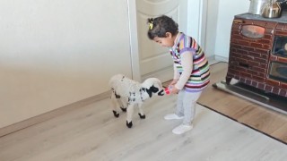Annesinin reddettiği kuzuya 3 yaşındaki Ezonun şefkati yürekleri ısıttı