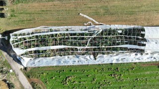 Antalyada hortumun seralara verdiği zararın boyutu gün yüzüne çıktı