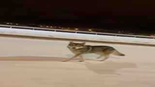 Ardahanda şehre inen kurt görüntülendi