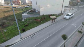 Arnavutköyde başıboş gezen atlar tehlike saçıyor