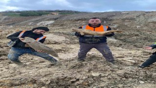 Arnavutköyde İBBnin döküm sahasına çevirdiği Mavi Gölde balıklar can çekişiyor