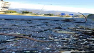 Artvinin ardından Trabzonda da yılanlar kış uykusuna yatmadı