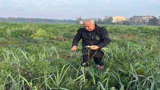 Ata tohumundan ilaç kullanılmadan üretiliyor, Kent Lokantasındaki yemeklerde kullanılıyor
