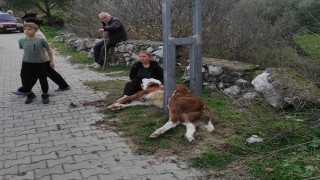 Aydınlatma direğine sıkışan buzağıyı itfaiye ekipleri kurtardı