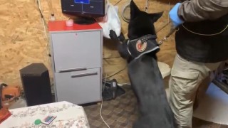 Bağ evindeki uyuşturucu düzeneğini Tony ortaya çıkardı