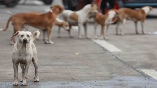 Bağdatta 19 binden fazla başıboş köpek itlaf edildi