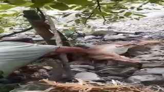 Bahçede uyuyakalan yaban keçisini Kalk kızım diyerek uyandırdı